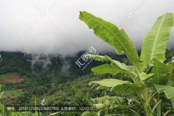 雨林