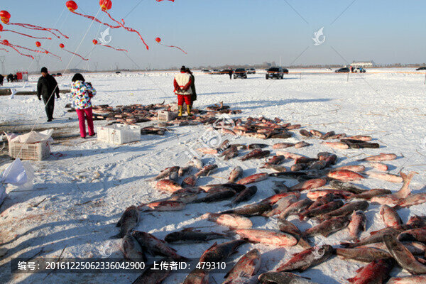 冬捕,捕魚