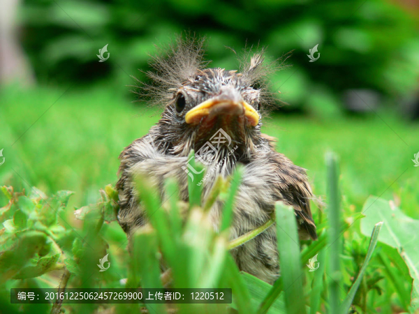 雞群形象-匯圖網(wǎng) www.fosd68.com 雞群形象