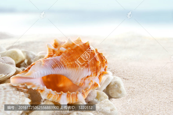 海灘上的貝殼