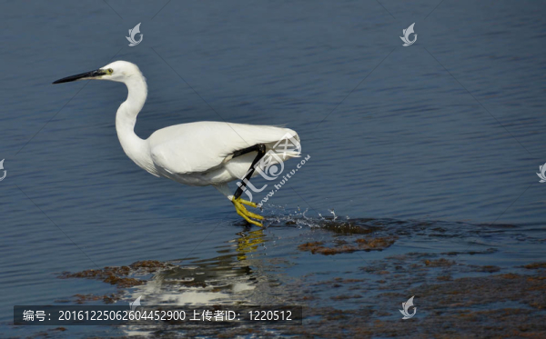 白鷺在湖面上運(yùn)行