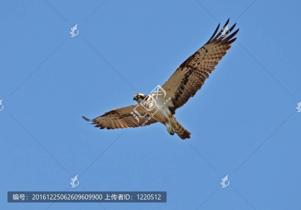 鶚鷹在天空中飛翔