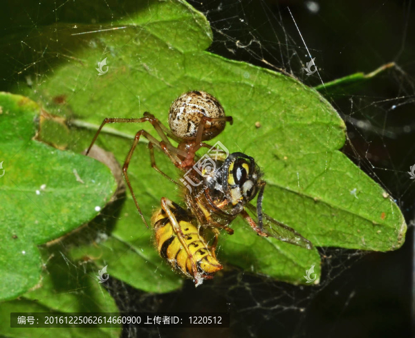 蜘蛛捕獲Web巨型黃蜂