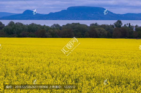 在Balaton湖菜子