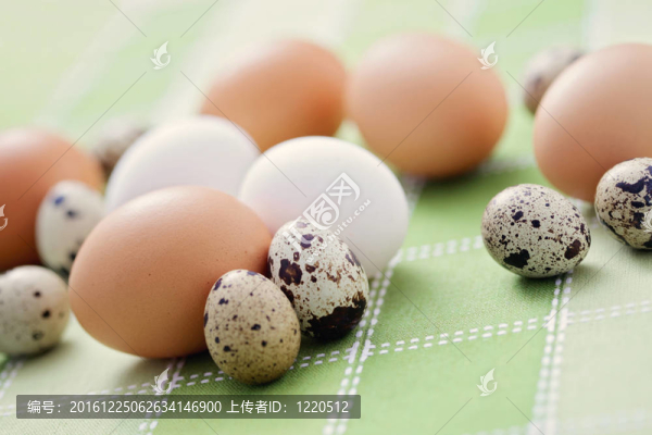 雞蛋