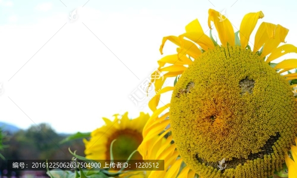 微笑的向日葵