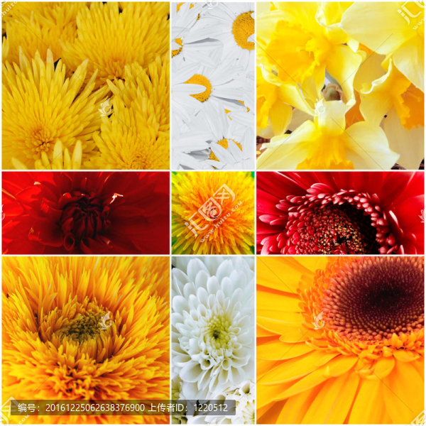 黃色和紅色花瓣的溫柔花朵