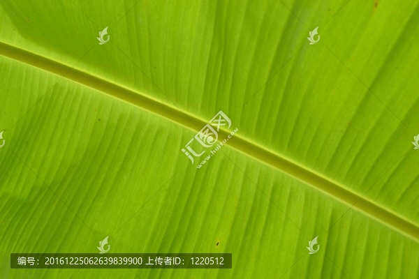 香蕉樹的葉子
