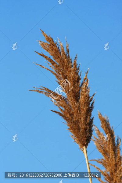 沼澤草地
