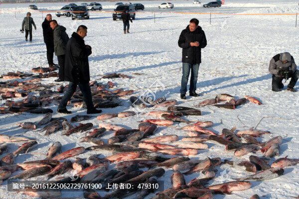冬捕,捕魚,打凍網