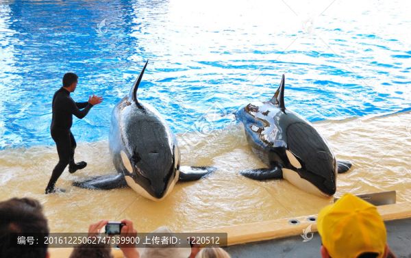 特內(nèi)里費(fèi)島；西班牙-,5月26日：在鸚鵡公園展現(xiàn)奧卡斯