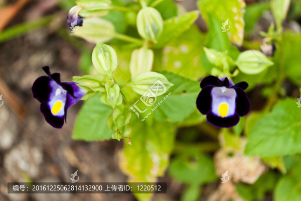美麗的白花