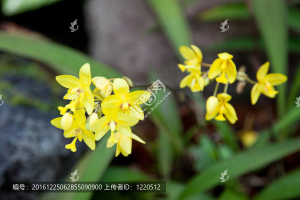 Spathoglottis,Philippe,Mathilde（spathoglottis,vano