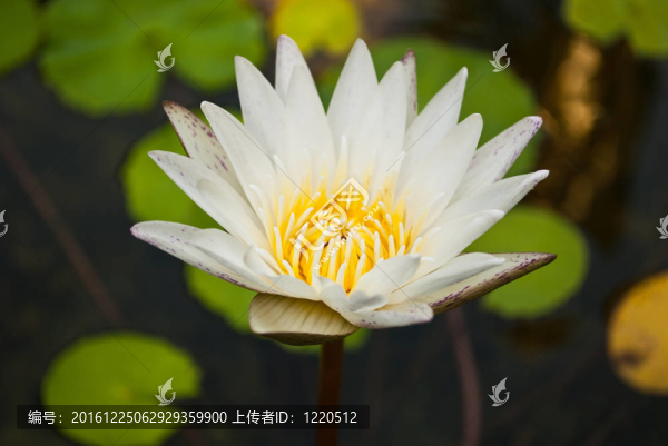 白蓮花。