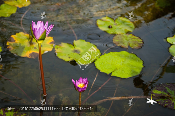 紫蓮花。