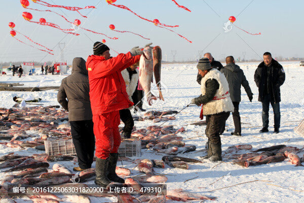 冬捕,捕魚(yú),打凍網(wǎng)