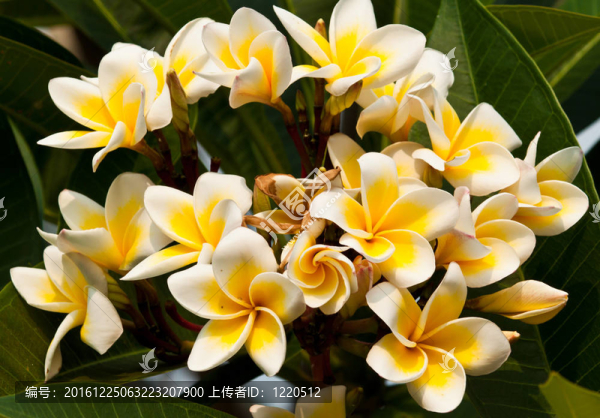 雞蛋花，雞蛋花；