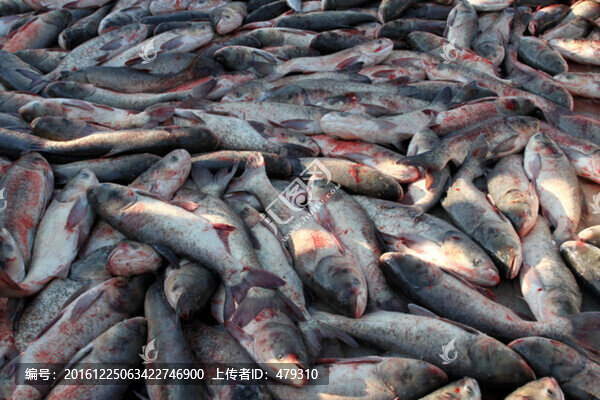 冬捕,捕魚,打凍網(wǎng)