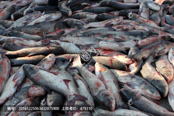 冬捕,捕魚,打凍網(wǎng)