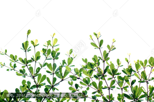 綠色背景紋理