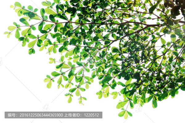 樹(shù)隔離；綠色離開(kāi)白色