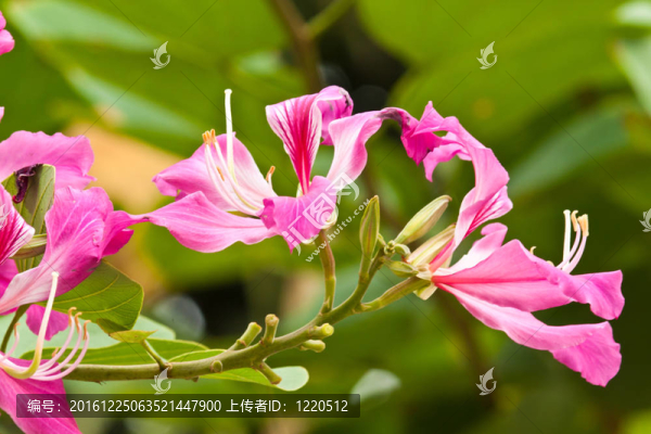 美麗的春天的花朵