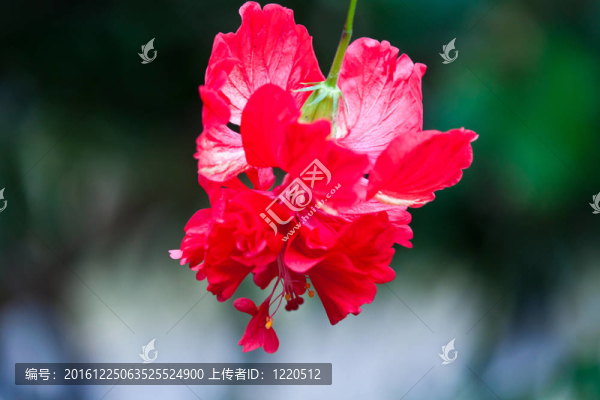 美麗的花朵