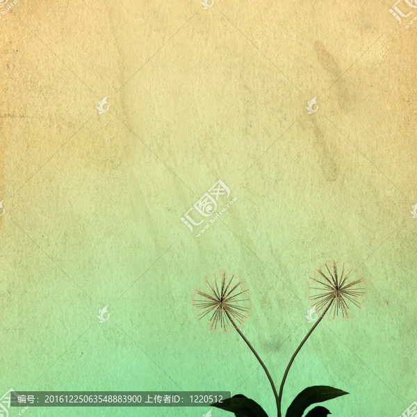 背景或質(zhì)地的蒲公英
