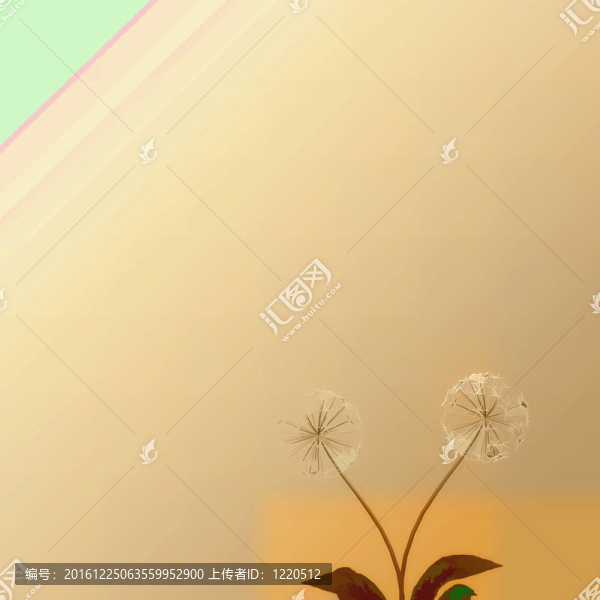 背景或質(zhì)地的蒲公英