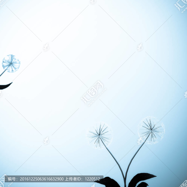 背景或質(zhì)地的蒲公英