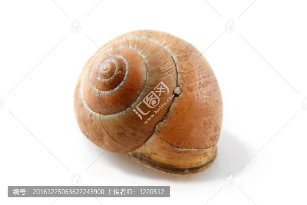 簡單的貝殼