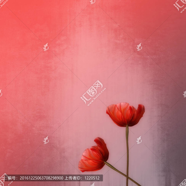 背景或質地的蒲公英