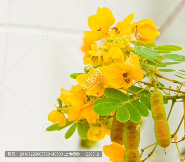 美麗的春天的花朵