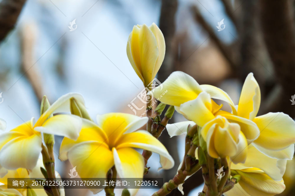 雞蛋花，雞蛋花；