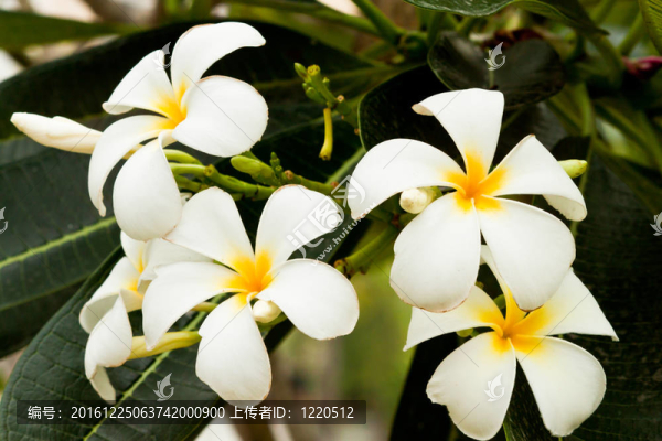 美麗的春天的花朵