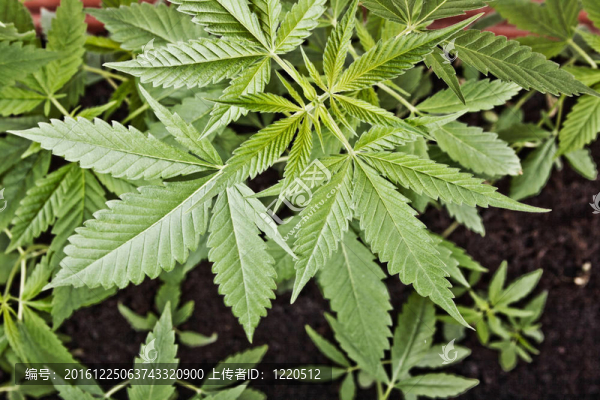 大麻植物背景