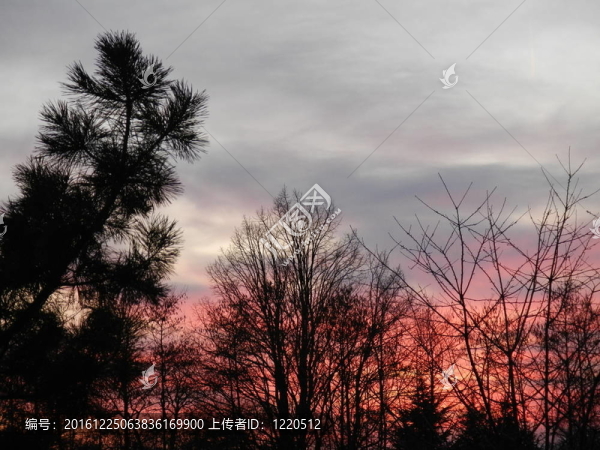 夕陽和樹木
