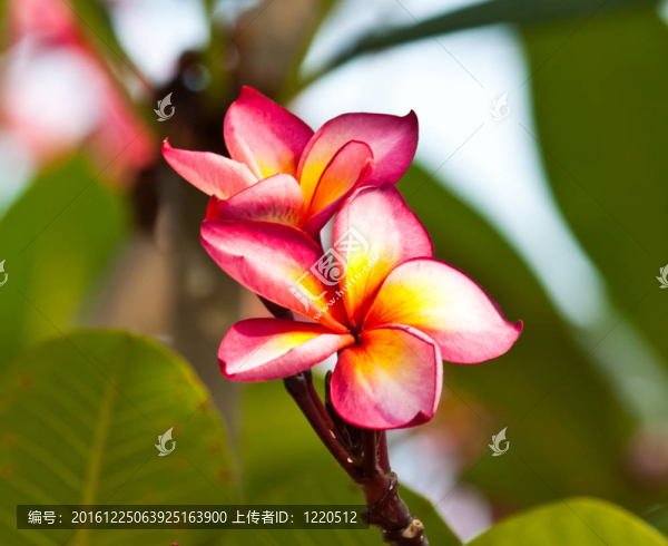 雞蛋花，雞蛋花；