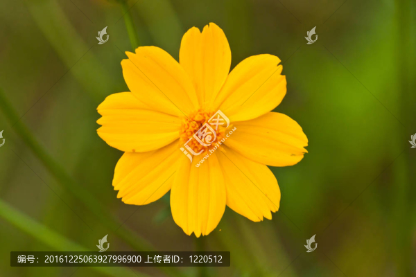 美麗的春天的花朵
