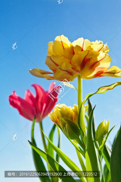 美麗的黃色郁金香花