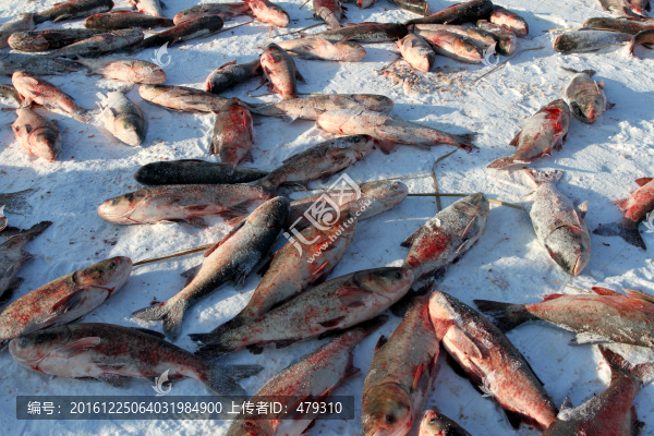 冬捕,捕魚,打凍網(wǎng)