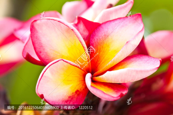 雞蛋花，雞蛋花；