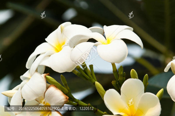 雞蛋花，雞蛋花；