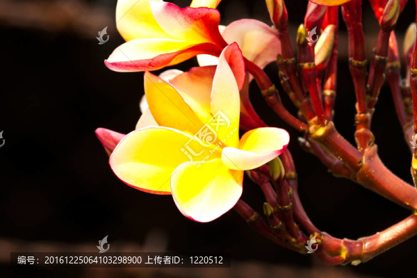 雞蛋花，雞蛋花；