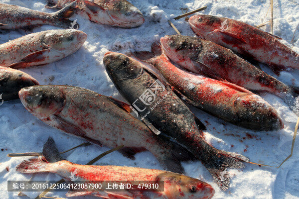 冬捕,捕魚,打凍網(wǎng)