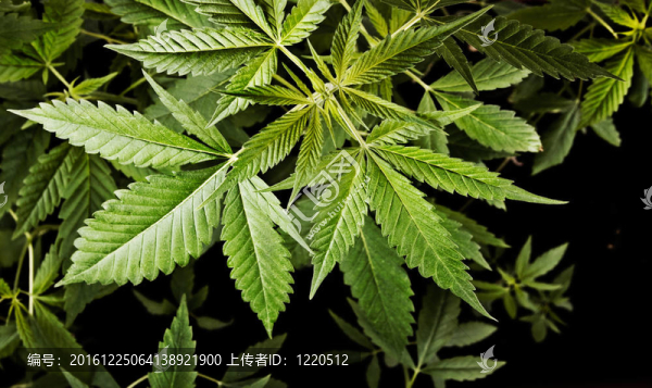 大麻植物背景