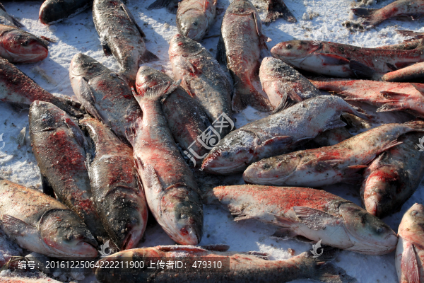 冬捕,捕魚