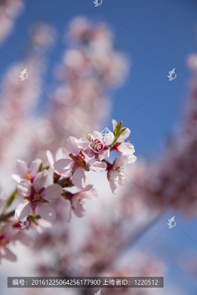杏仁花
