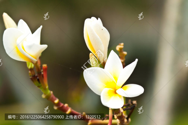 雞蛋花，雞蛋花；