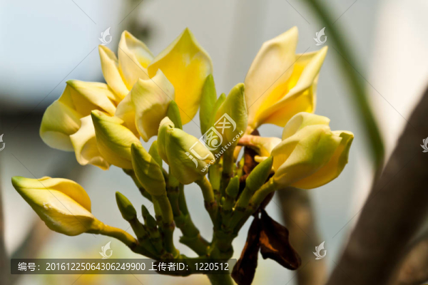 雞蛋花，雞蛋花；